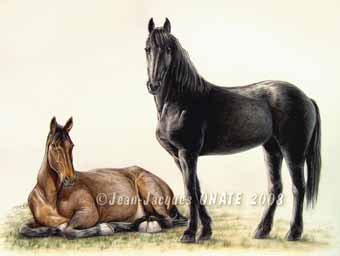 tableau equestre d'une composition de deux chevaux 40 x 30 cm dessin aux crayons